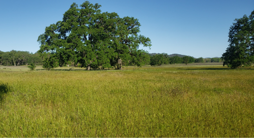 A wide grassy field with tall green grass and a few large trees under a clear blue sky.