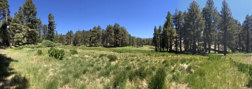 A panoramic view of a lush green meadow surrounded by tall pine trees under a clear blue sky.