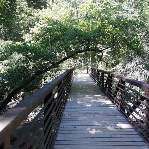 A wooden bridge surrounded by lush greenery, leading through a peaceful forested area.