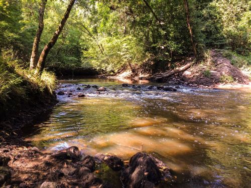 A serene river flows through a lush, green forest, with sunlight filtering through the trees.