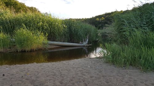 A serene riverbank scene with tall grasses, a fallen log, and calm water reflecting the surrounding greenery.