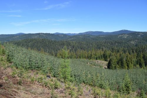 A panoramic view of a lush green forest with rolling hills under a clear blue sky.