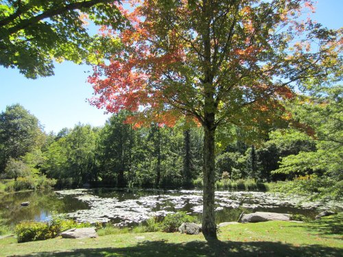 A serene pond surrounded by lush greenery and a tree with vibrant autumn leaves under a clear blue sky.