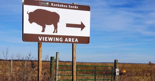 Sign for Kankakee Sands directing to a viewing area, featuring a silhouette of a bison and an arrow pointing right.