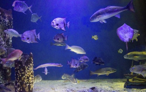 A vibrant underwater scene featuring various fish swimming in a blue-lit aquarium.