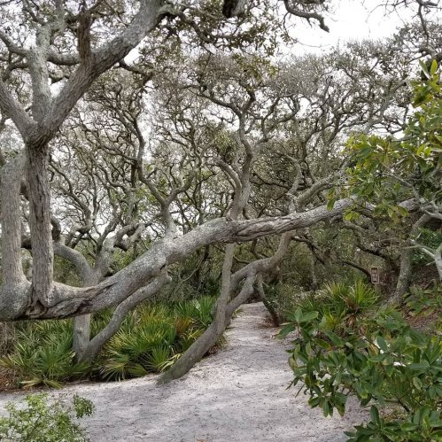 A winding path through a dense grove of trees and shrubs, with twisted branches and a natural, serene atmosphere.