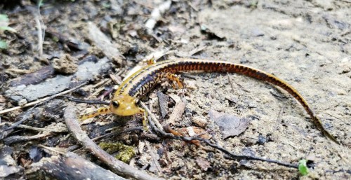 A yellow and black salamander crawling on a dirt path surrounded by twigs and leaves.
