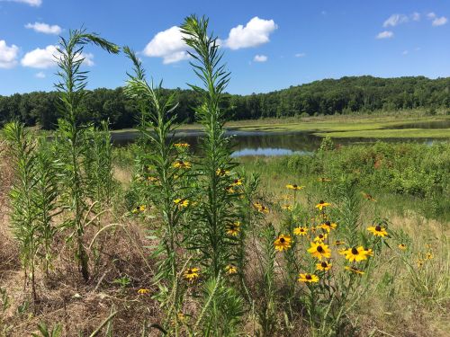 Lush green plants and yellow flowers by a serene lake, with blue skies and fluffy clouds in the background.