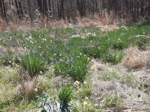 A field of green grass and wildflowers surrounded by trees, with some dry grass in the foreground.