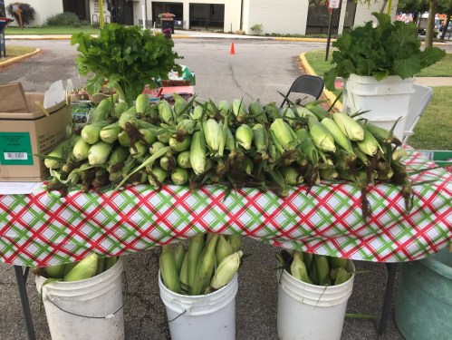 A table at a market displaying fresh corn on the cob, with green leaves and buckets in the background.
