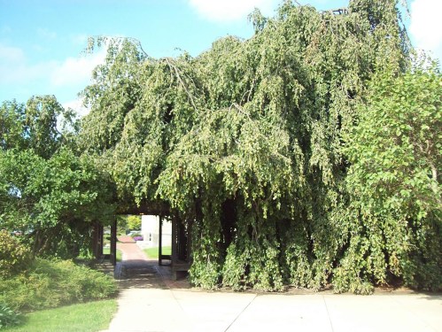 A large, lush tree with drooping branches creates a natural archway over a pathway.