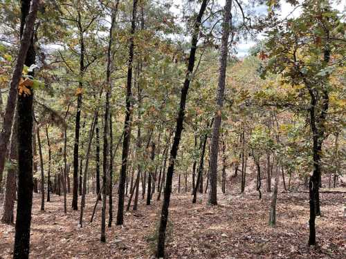 A serene forest scene with tall trees and fallen leaves, showcasing a peaceful natural landscape.