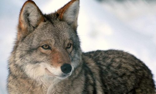 A close-up of a coyote with a thick fur coat, set against a snowy background.