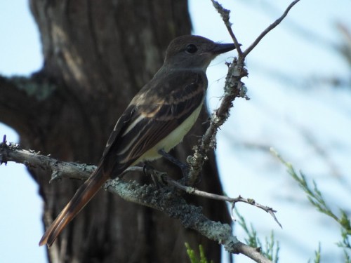A small bird perched on a branch, featuring brown and white plumage with a hint of yellow on its belly.