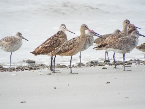 A group of shorebirds standing on a sandy beach near the water, some with distinctive long beaks and patterned feathers.