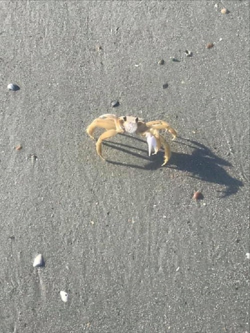 A small crab with yellow legs and a shell is walking on a sandy beach, casting a shadow.