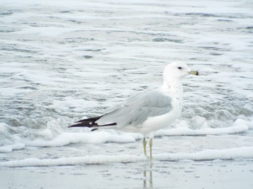 A seagull stands on the shore, partially submerged in water with gentle waves in the background.