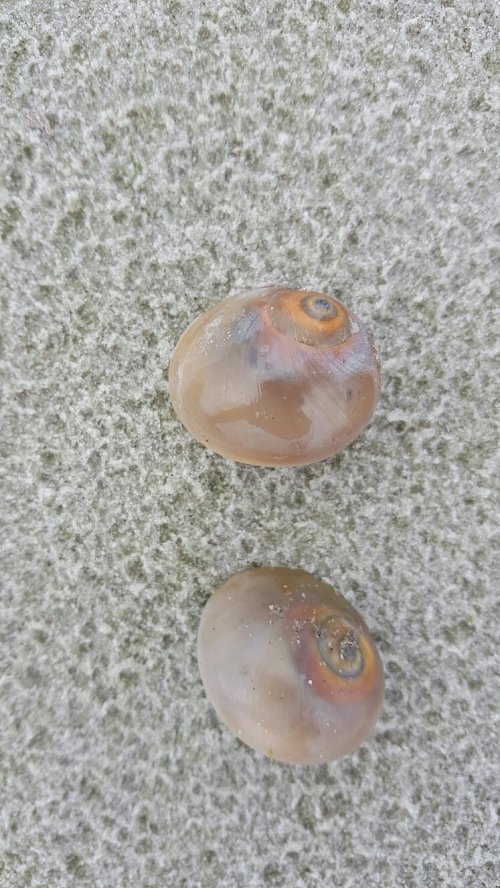 Two small, smooth shells with spiral patterns resting on a sandy surface.