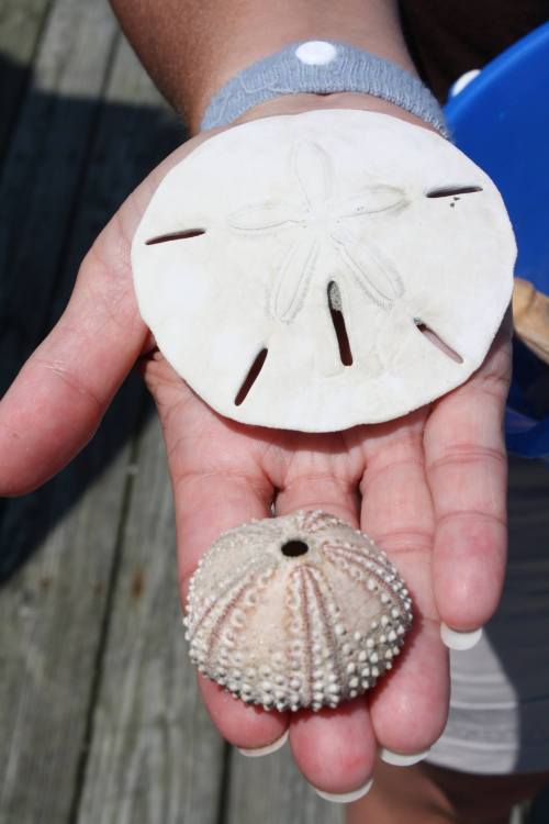 A hand holding a sand dollar and a sea urchin shell, both showcasing intricate natural patterns.