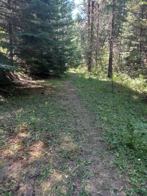 A narrow dirt path winding through a lush green forest with tall trees on either side.