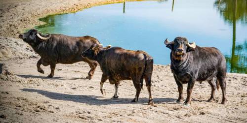 Three water buffalo stand near a pond, with one walking away on a sandy bank.