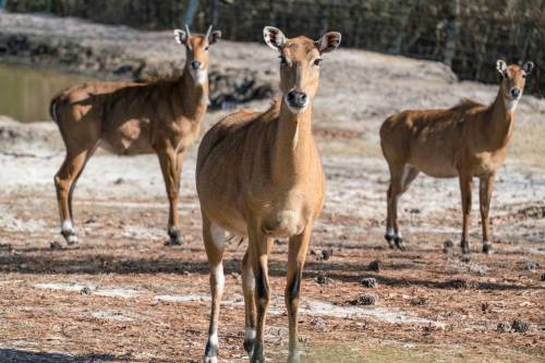 Three deer stand in a natural setting, with one in the foreground looking directly at the camera.