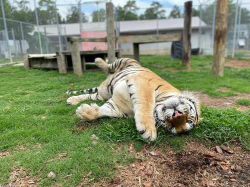 A relaxed tiger lies on its side on green grass, playfully stretching in a fenced enclosure.