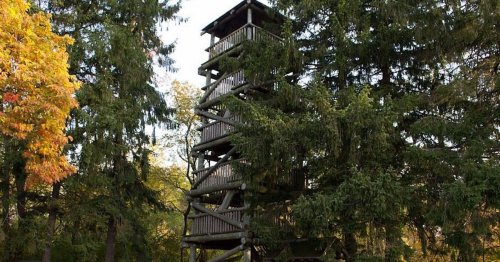 A wooden observation tower surrounded by tall green trees in a natural setting.