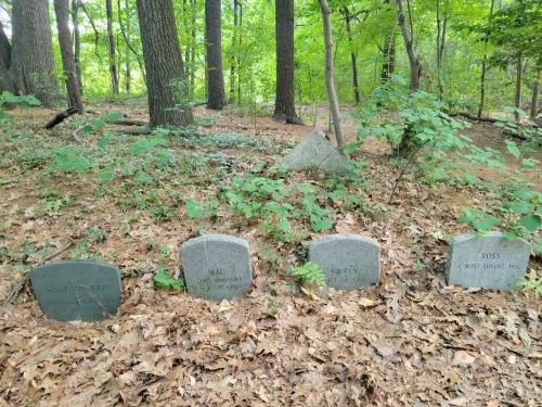 Four gravestones in a wooded area, surrounded by green foliage and fallen leaves.