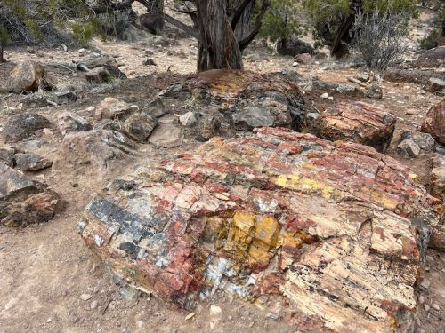 Colorful petrified wood on rocky terrain, showcasing vibrant hues of red, yellow, and orange among natural surroundings.