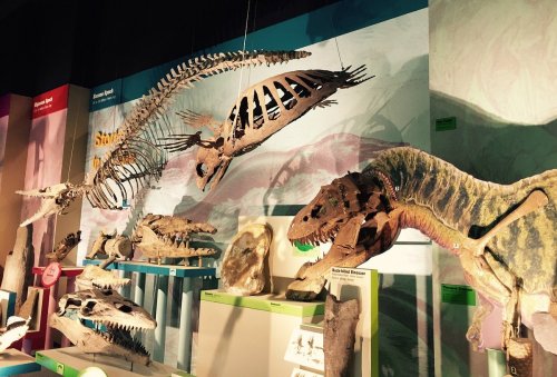 Dinosaur and marine fossil displays in a museum exhibit, showcasing various skeletal structures against colorful backgrounds.