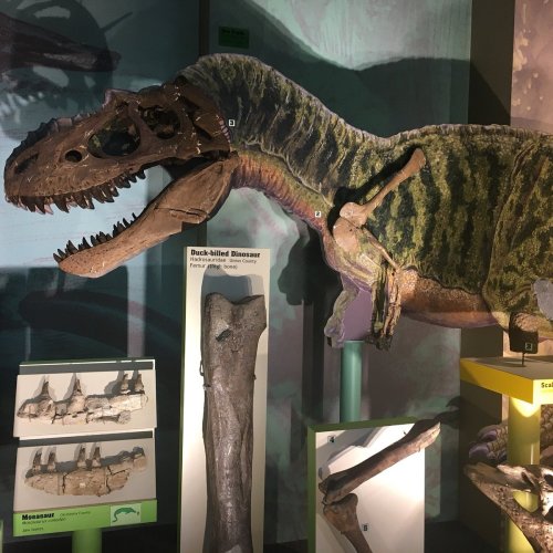 A dinosaur exhibit featuring a fossilized skull and a life-sized dinosaur model against a colorful backdrop.