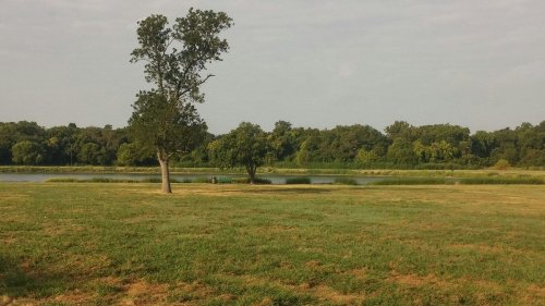 A serene landscape featuring a grassy field, a few trees, and a calm body of water in the background.