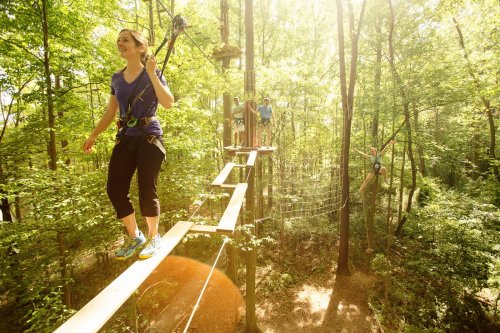 A group of people navigating a treetop obstacle course in a sunlit forest.