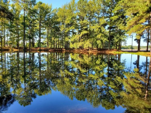 A serene pond surrounded by lush green trees, reflecting the vibrant foliage and clear blue sky.
