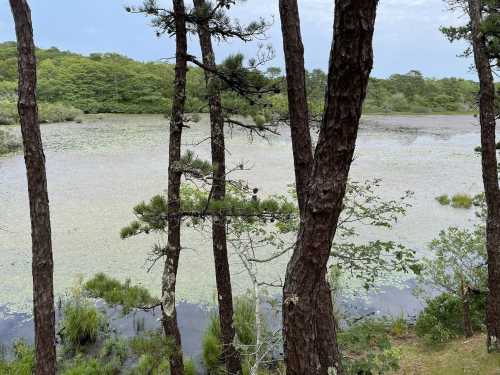 A serene pond surrounded by trees, with lily pads and greenery reflecting a calm sky.