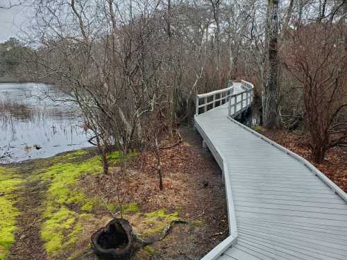 A wooden boardwalk winds through a wetland area, surrounded by bare trees and patches of green moss.