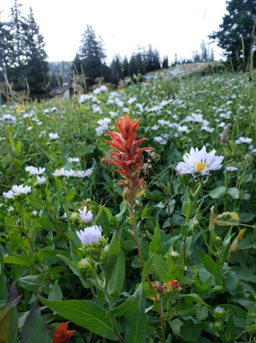 A vibrant red flower stands out among a field of white and purple wildflowers, with trees in the background.
