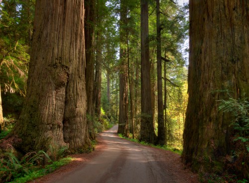 A serene forest path lined with towering redwood trees, dappled sunlight filtering through the leaves.