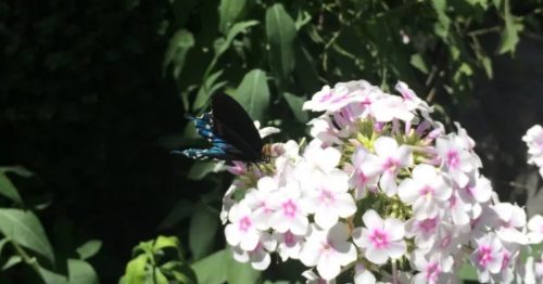 A black butterfly with blue accents rests on pink and white flowers in a lush green garden.