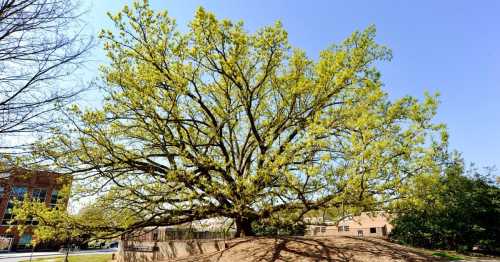 A large tree with vibrant green leaves stands against a clear blue sky, surrounded by buildings and greenery.