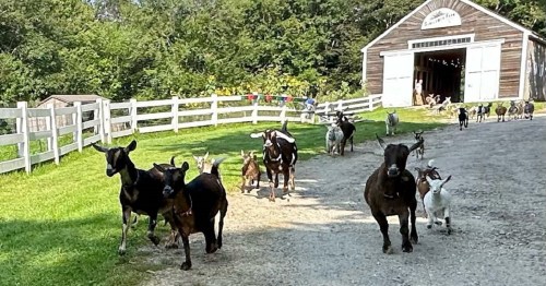 A herd of goats running along a gravel path near a barn, surrounded by green grass and trees.