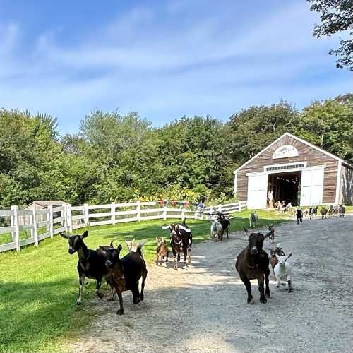 A group of goats and cows walking towards a barn in a green, rural landscape with trees and a white fence.