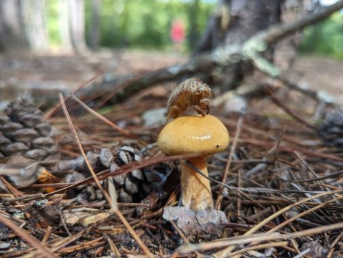 A small yellow mushroom grows among pine cones and needles in a forest setting.