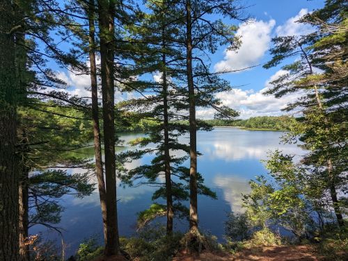 A serene lake surrounded by tall trees under a blue sky with fluffy clouds, reflecting on the water's surface.