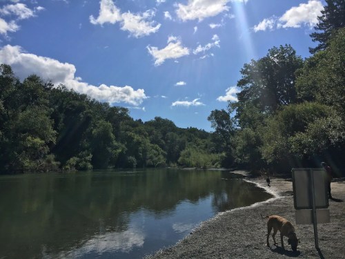 A serene river scene with a dog on the shore, surrounded by lush greenery and a bright blue sky with fluffy clouds.