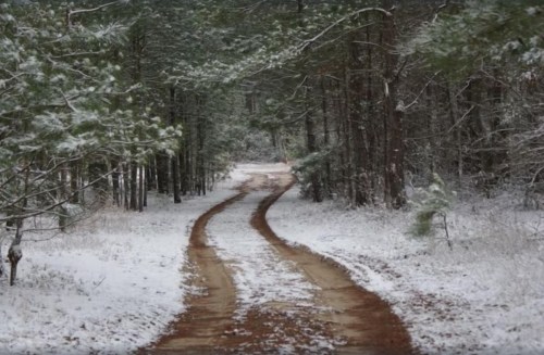 A winding dirt path through a snowy forest, surrounded by tall green trees.