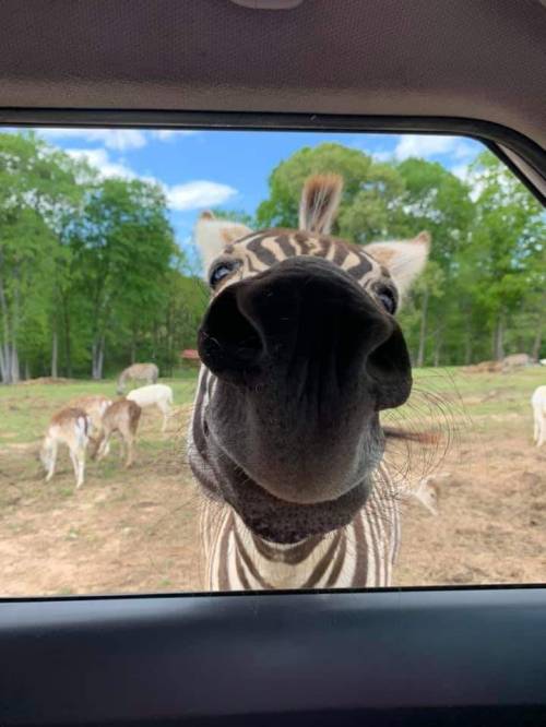A close-up of a zebra's face peering into a car window, with a green landscape and other animals in the background.