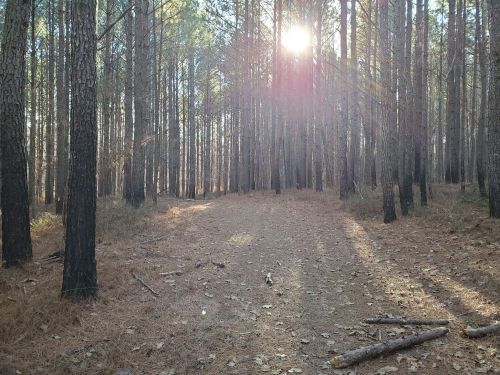 Sunlight filters through tall pine trees in a serene forest, casting shadows on a dirt path covered with fallen leaves.