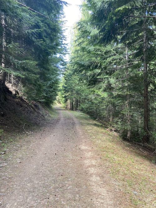 A dirt path winding through a dense forest of tall green trees under a bright sky.